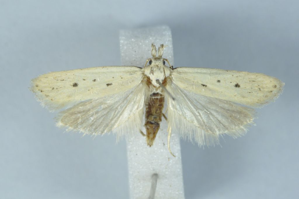 Phycitinae? da Malta - No, Gelechiidae: Nothris verbascella